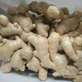 Ginger Wholesale Chinese High Quality Fresh Ginger Semi Air Dried Ginger